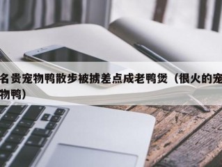 名贵宠物鸭散步被掳差点成老鸭煲（很火的宠物鸭）