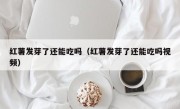 红薯发芽了还能吃吗（红薯发芽了还能吃吗视频）