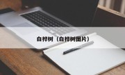 白桦树（白桦树图片）